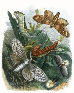 Wiwarium motyli
