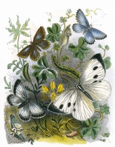 Wiwarium motyli