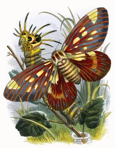 Wiwarium motyli