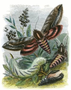 Wiwarium motyli