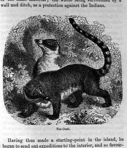 The Coati, z przeszłości i teraźniejszości Santo Domingo, Samuel Hazard, wyd. 1873 autorstwa English School