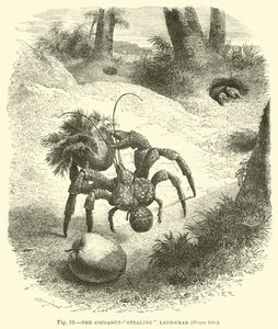 Krab kradnący orzechy kokosowe, Birgus latro autorstwa English School
