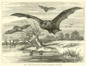 Nietoperz zwyczajny, Vespertilio pipistrellus, w locie autorstwa English School