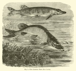 Szczupak zwyczajny, Esox lucius autorstwa English School