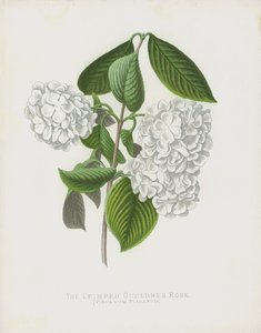 karbowana róża z Gueldres, Viburnum Plicatum; var Dilatata autorstwa English School