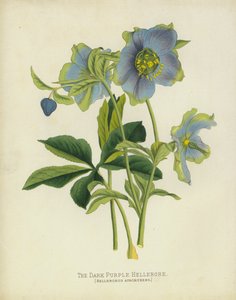 Ciemnofioletowy ciemiernik, Helleborus Atrorubens autorstwa English School