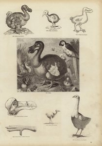 Dodo autorstwa English School
