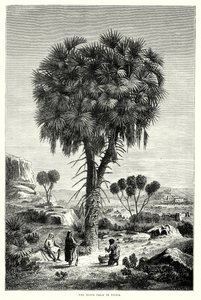 Palma Doum w Nubii (rycina) autorstwa English School