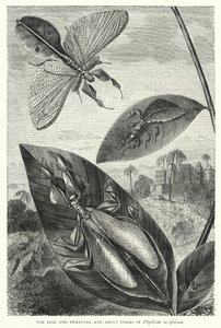 Jaja oraz niedojrzałe i dorosłe formy Phyllium siccifolium (rycina) autorstwa English School