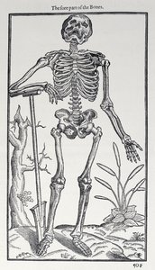 Przednia część kości, płyta z Historii człowieka wydanej przez Johna Banistera (1540-1610), 1578 autorstwa English School