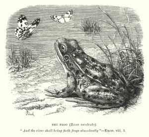 Żaba (Rona Esculenta) (rycina) autorstwa English School