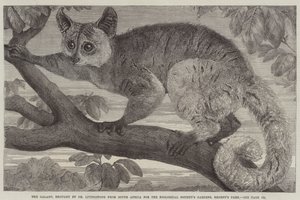 Galago, przywieziony przez dr Livingstone