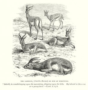 Gazela (Gazella Dorcas) lub sarna z Pisma Świętego (rycina) autorstwa English School