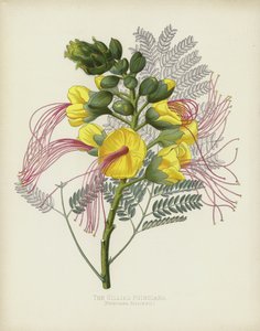 The Gillies Poinciana, Poinciana Gilliesii autorstwa English School