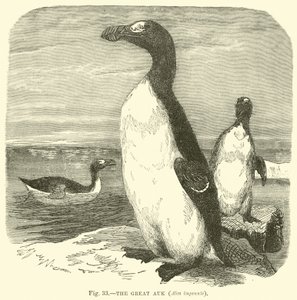 Alka olbrzymia, Alca impennis autorstwa English School