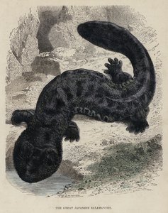 Wielka Salamandra Japońska (kolorowy grawerunek) autorstwa English School