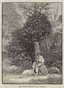 Wielka Orchidea w St Albans (rycina) autorstwa English School