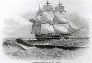 Wielki wąż morski, gdy po raz pierwszy widziany przez H.M.S. Dedal autorstwa English School