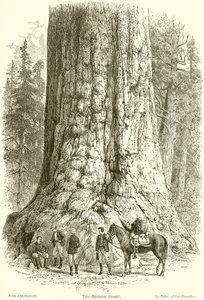 Grizzly Giant autorstwa English School