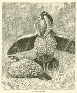 Rogaty Tragopan (rycina) autorstwa English School