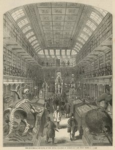 Hunterian Museum w Royal College of Surgeons autorstwa English School