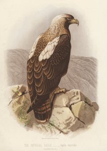 Orzeł cesarski, Aquila Imperialis (kolorowa litografia) autorstwa English School