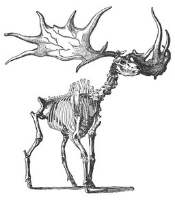Elk irlandzki (Megaceros Hibernicus) (rycina) autorstwa English School
