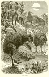 Kiwi autorstwa English School