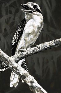 Kookaburra autorstwa English School