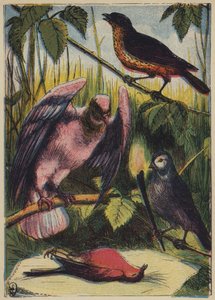 Linnet, gołąb i kogut (kolorowa litografia) autorstwa English School