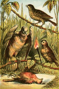 Dzwoneczka, Gołąb i Kogut Robin autorstwa English School