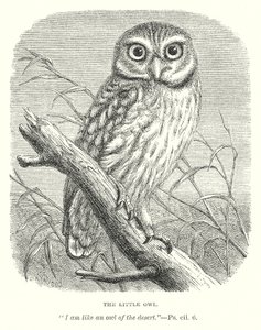 Mała sowa (grawerunek) autorstwa English School
