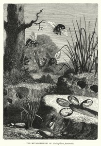 Metamorfozy Anthophora personata (grafika) autorstwa English School