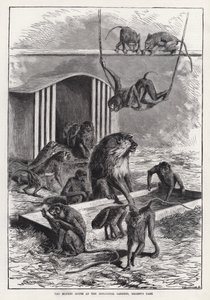 Małpi domek w ogrodach zoologicznych, Regent