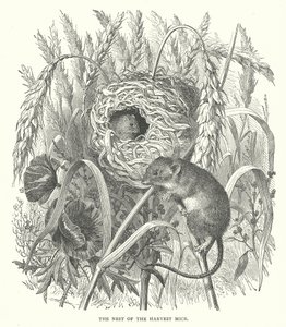 Gniazdo myszy żniwnych (rycina) autorstwa English School