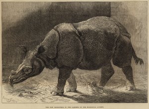 Nowy nosorożec w ogrodach Towarzystwa Zoologicznego (rycina) autorstwa English School