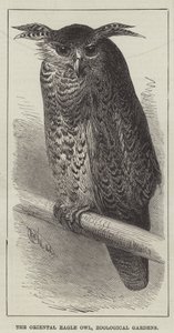 Puchacz wschodni, ogrody zoologiczne (rycina) autorstwa English School