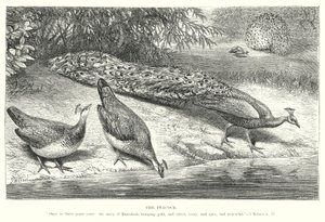 Paw (rycina) autorstwa English School