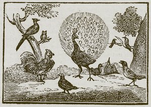 Paw i sroka (rycina) autorstwa English School