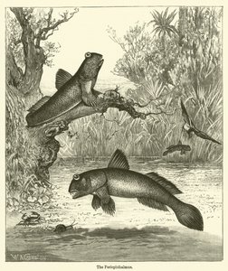 Periophthalmus (grawerowanie) autorstwa English School