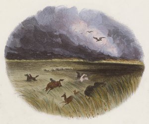 Prairie on Fire (kolorowy grawerunek) autorstwa English School