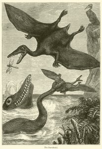 Pterodaktyl (rycina) autorstwa English School