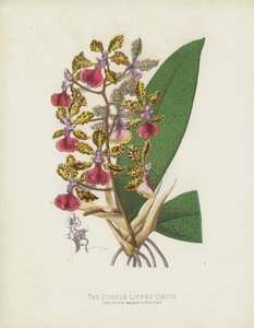 Oncid purpurowy, Oncidium Haematochilum autorstwa English School