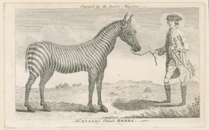 Królowa żeńska Zebra autorstwa English School