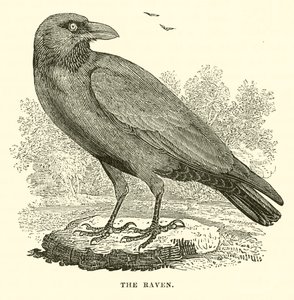 Kruk (rycina) autorstwa English School