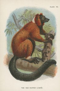 Lemur czubaty autorstwa English School