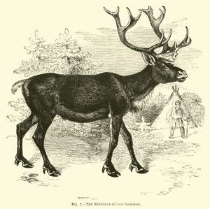 Renifer, Cervus tarandus autorstwa English School