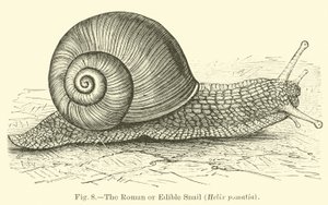 Ślimak rzymski lub jadalny (Helix pomatia) autorstwa English School