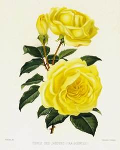Ogród różany: Perle Des Jardins, pachnący herbatą autorstwa English School