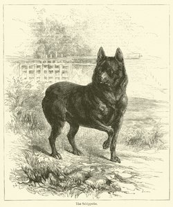 Schipperke (grawerowanie) autorstwa English School